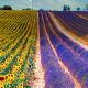 8-Tage Lavendelreise - Fotoreise in die Provence