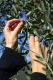 Olivenernte im sonnigen umbrischen Herbst